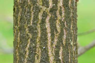 Nyssa sylvatica - tupela lesní - kůra